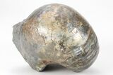 Iridescent Fossil Nautilus (Eutrephoceras) - South Dakota #209682-3